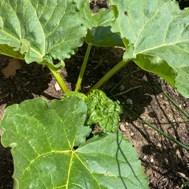 Rhubarb