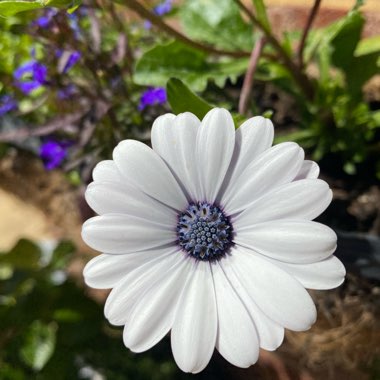 Osteospermum 'Flowerpower Ice White'