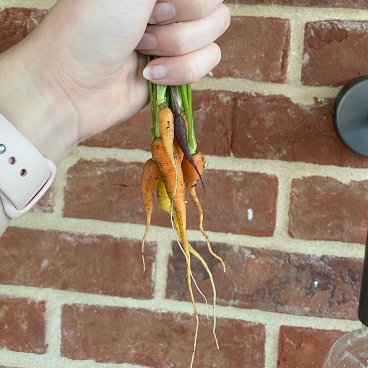 plant image 1604828