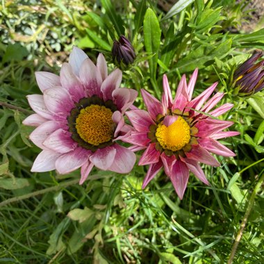 Treasure Flower