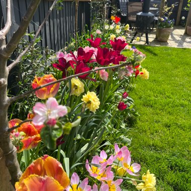 Emma's garden