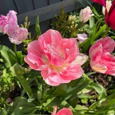 Tulip 'Angelique' (Double Late)