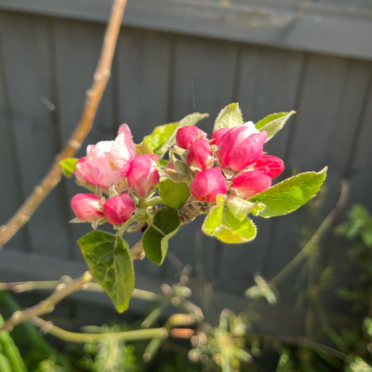 plant image 1660656