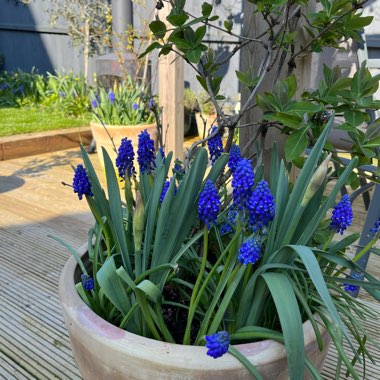 Grape Hyacinth