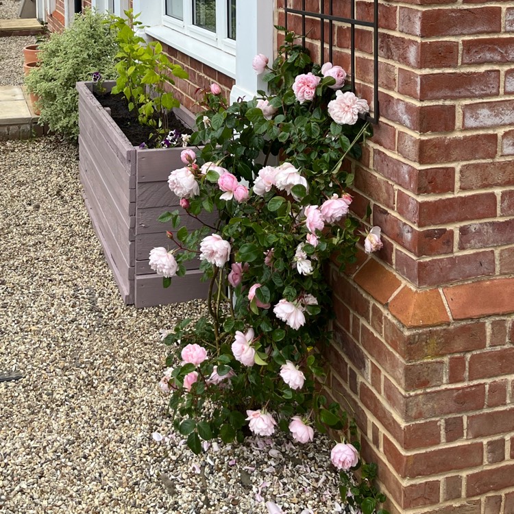 plant image 1713660 plant image 1713660