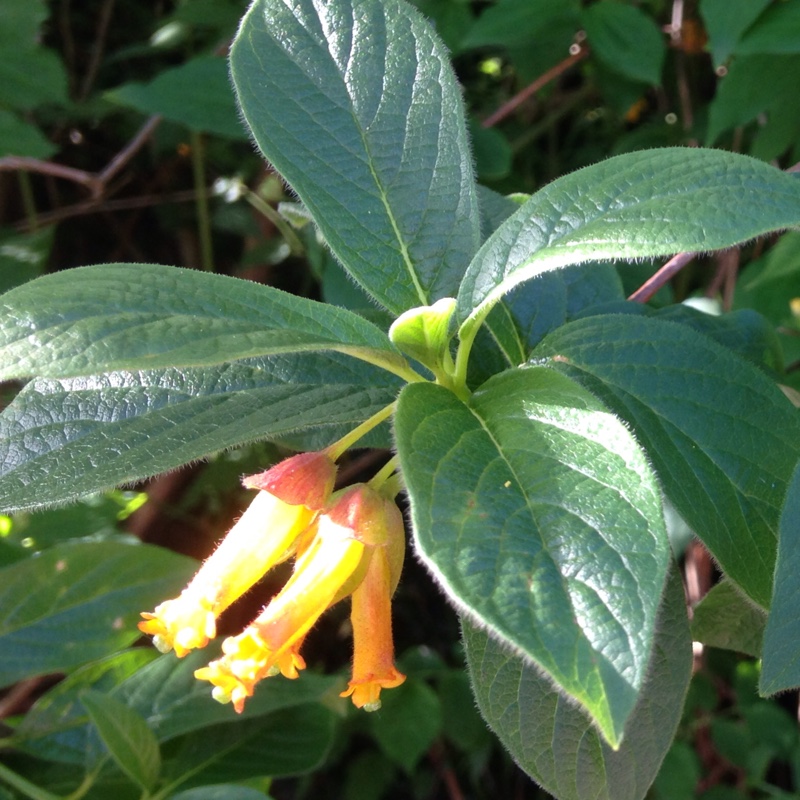 Plant image Lonicera involucrata var. ledebourii