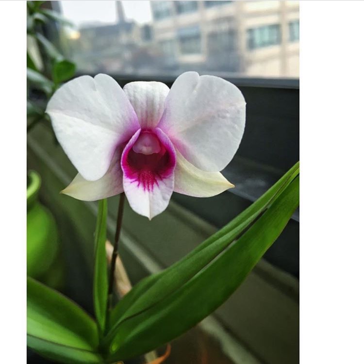 Plant image Phalaenopsis 'Washington'