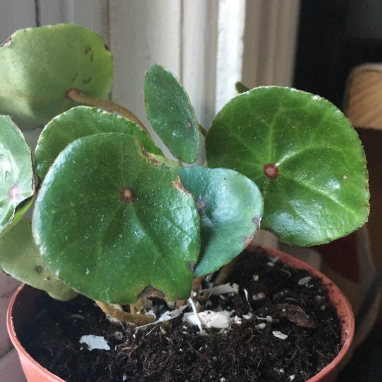 Plant image Begonia conchifolia var. 'rubrimacula'
