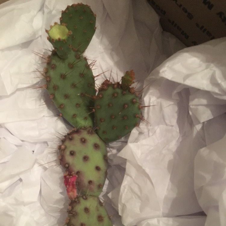 Plant image Opuntia violacea var. macrocentra