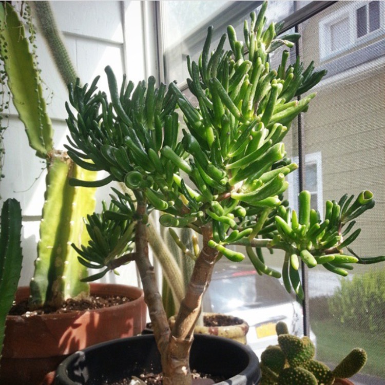 plant image 567520