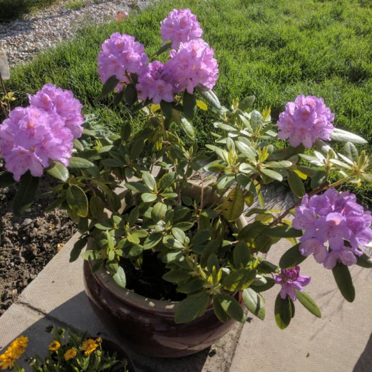 Plant image Rhododendron prinophyllum 'Marie Hoffman'