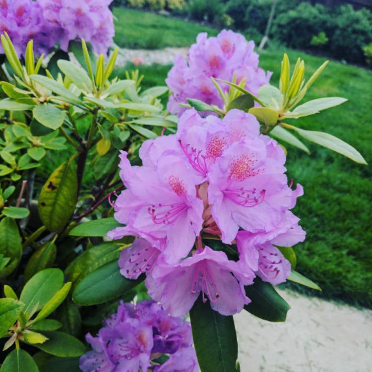 Plant image Rhododendron prinophyllum 'Marie Hoffman'