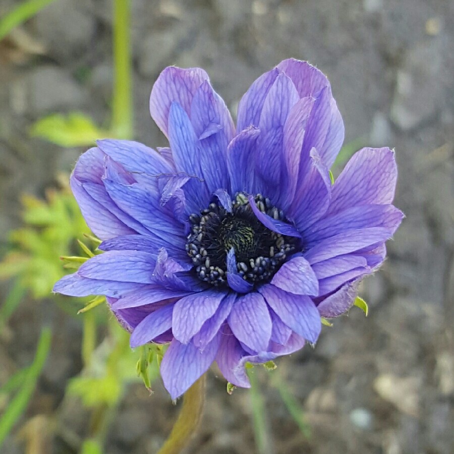 Plant image Anemone coronaria de caen 'Mr Fokker'