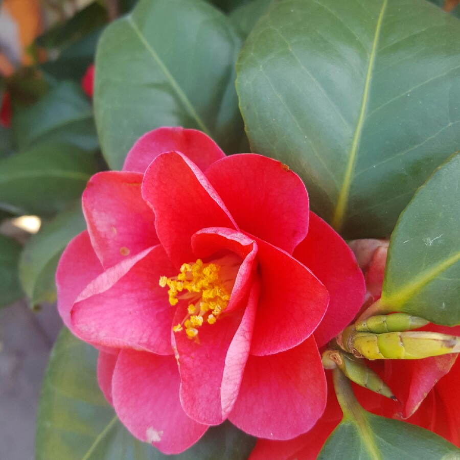 plant image 88926
