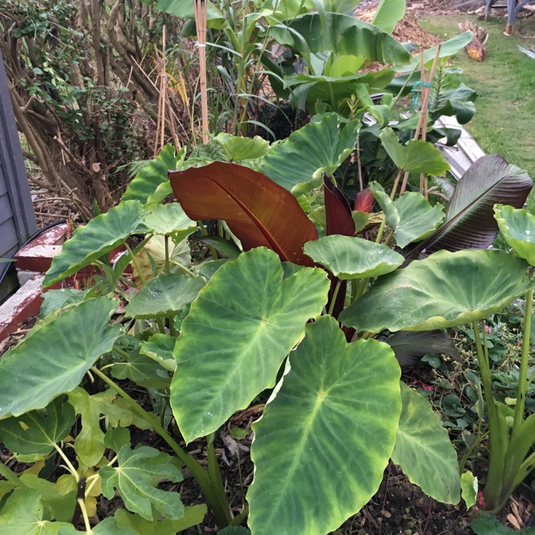 Plant image Colocasia esculenta 'Fontanesii' syn. Colocasia esculenta 'Black Stem'