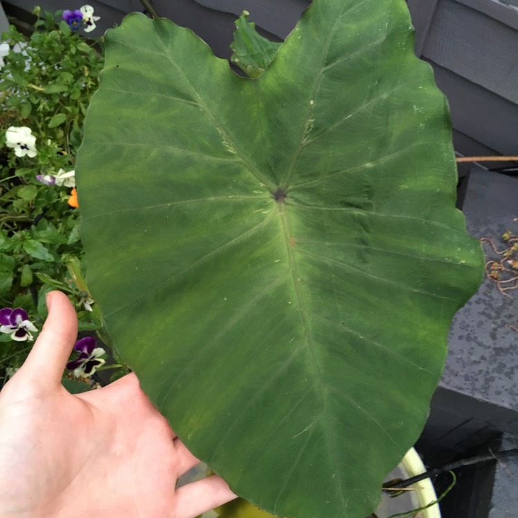Plant image Colocasia esculenta 'Burgundy Stem'