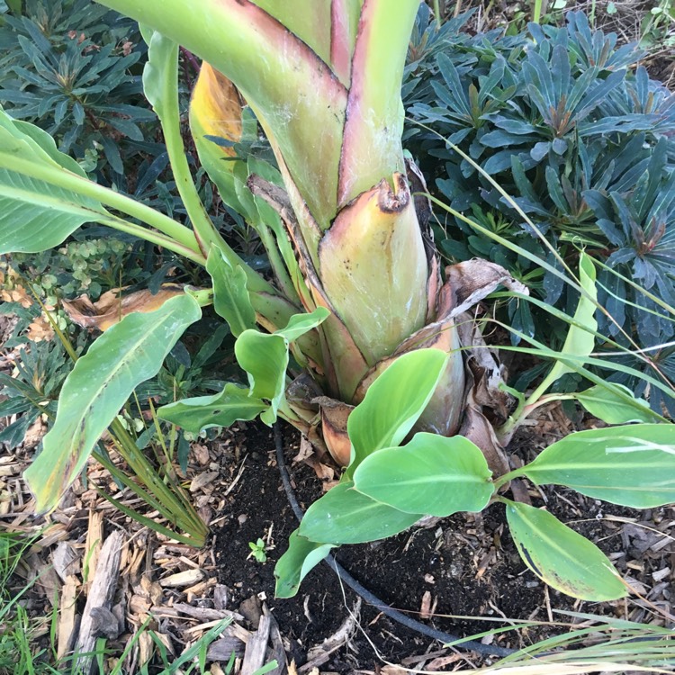 Plant image Musella lasiocarpa syn. Ensete lasiocarpum, Musa lasiocarpa,