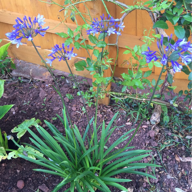 African Lily 'Regal Beauty '