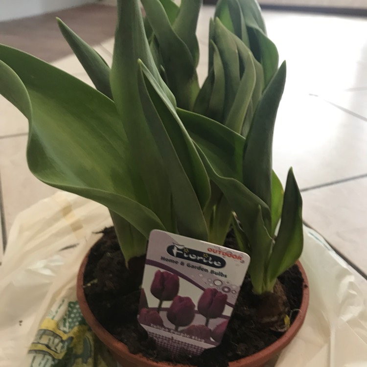 Plant image Tulipa 'Purple Flag'