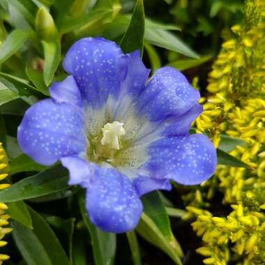 Gentiana scabra 'Rocky Diamond Blue Heart'