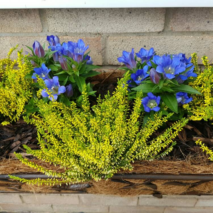 Plant image Gentiana scabra 'Rocky Diamond Blue Heart'