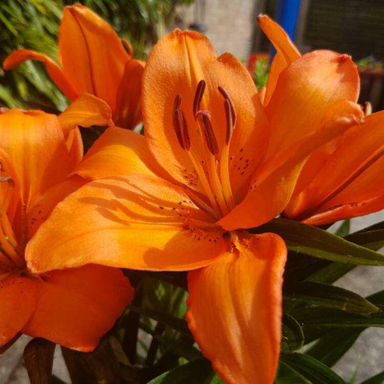plant image 424105