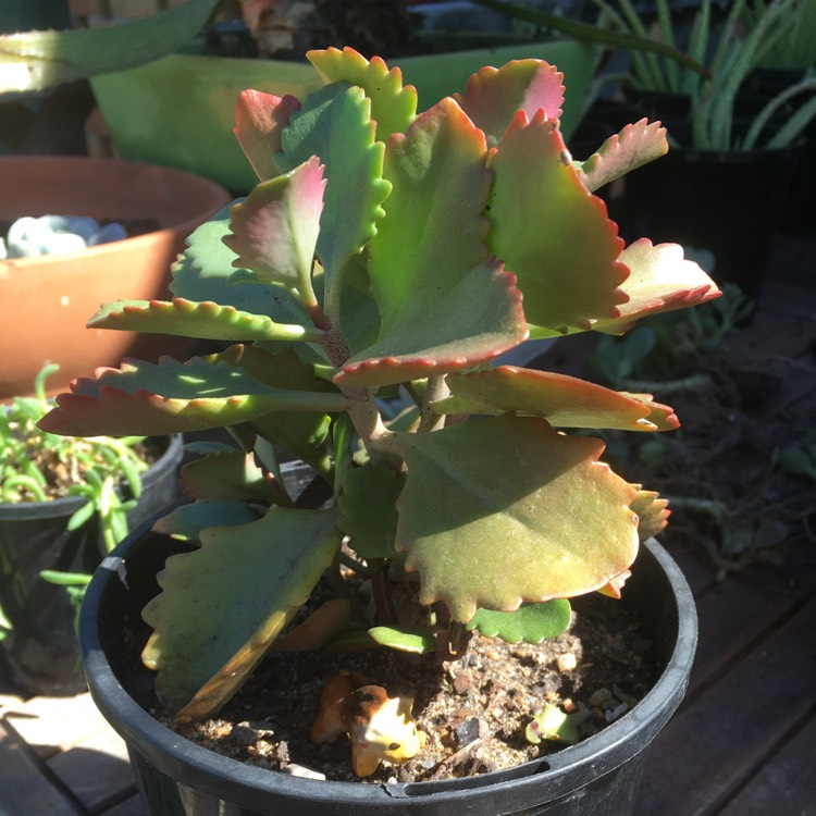 plant image 750184