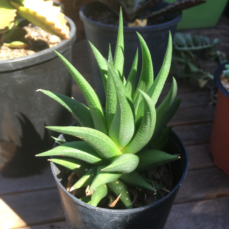 Plant image Haworthia Sampaiana