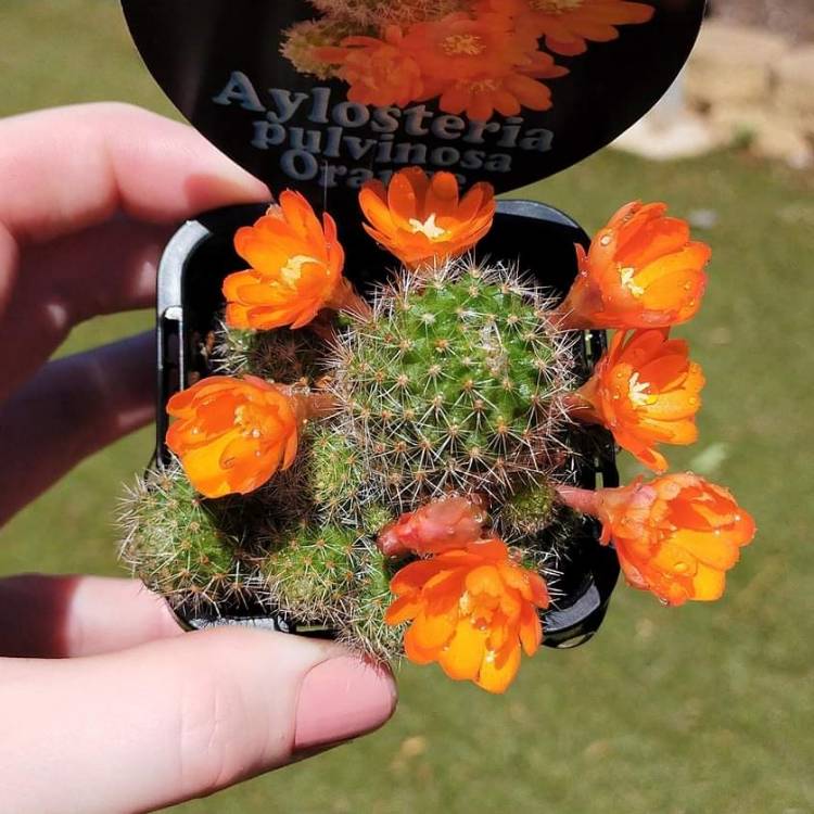 Plant image Rebutia pulvinosa