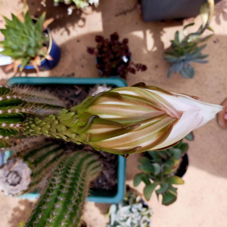 plant image 1622533 plant image 1622533