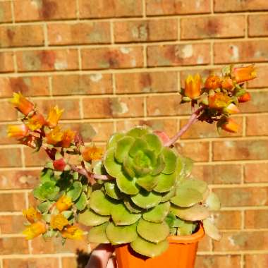 Emmy's garden