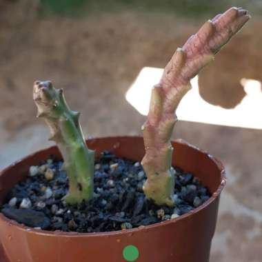 Starfish Plant