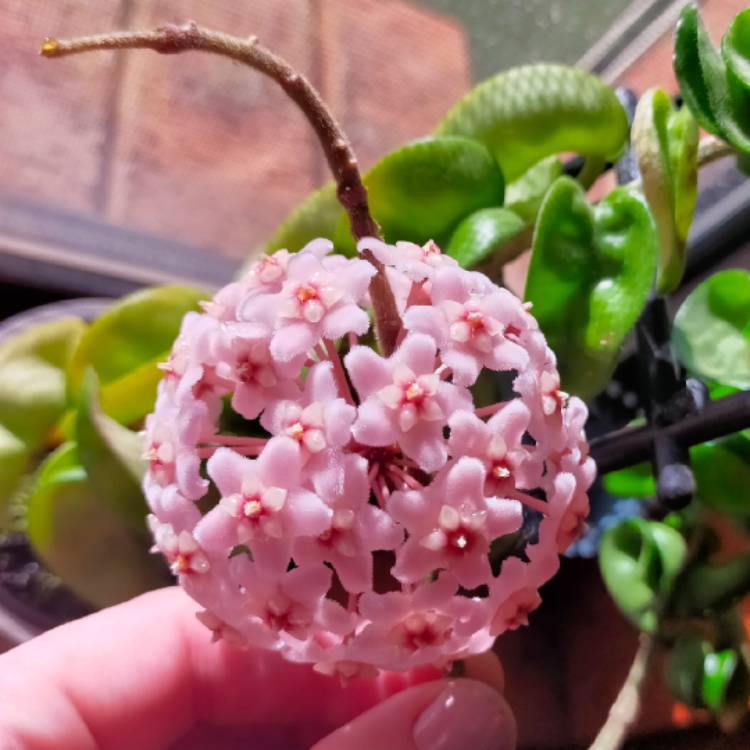 Plant image Hoya Indian Rope 