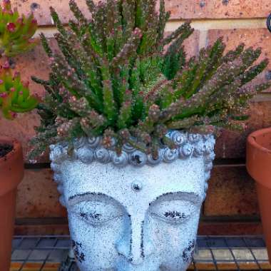 Medusa's Head