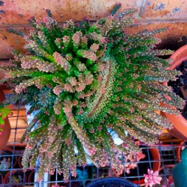 Medusa's Head