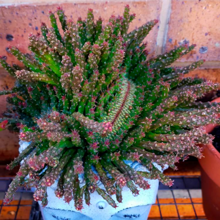 plant image 1641835 plant image 1641835