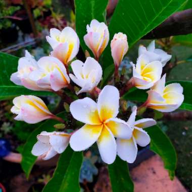 Frangipani