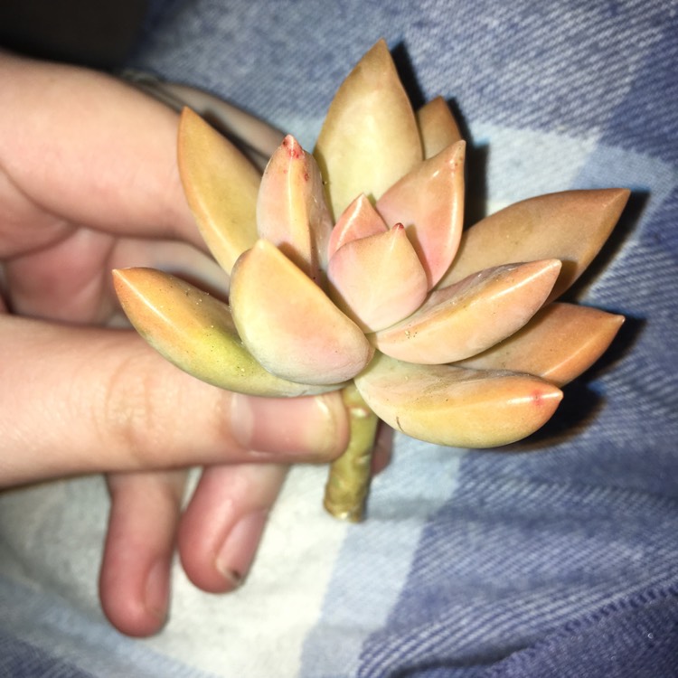 Plant image Graptopetalum Copper Rose