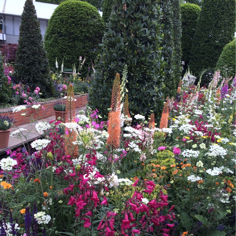 Emma's garden