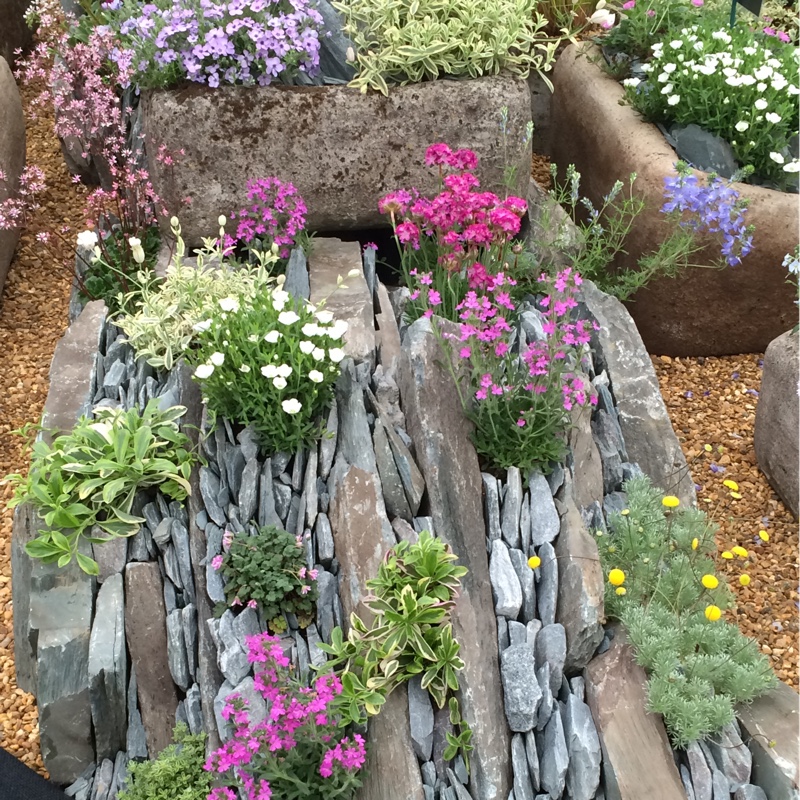 Emma's garden