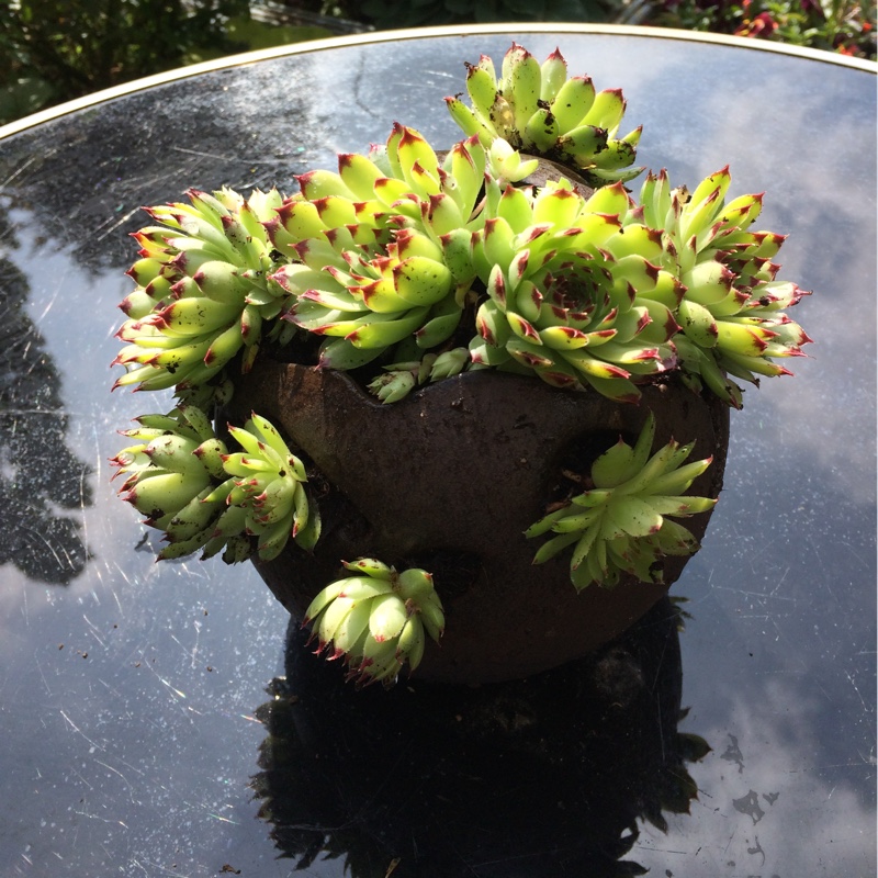 Sempervivum 'Calcareum'