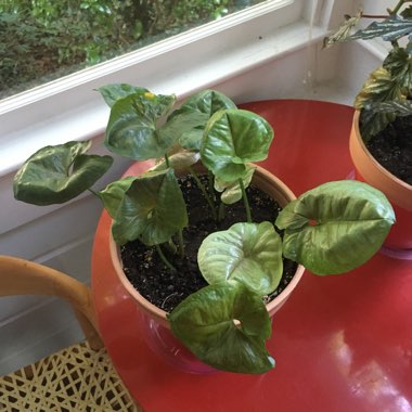 Syngonium podophyllum