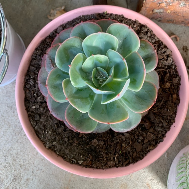 plant image 1070604