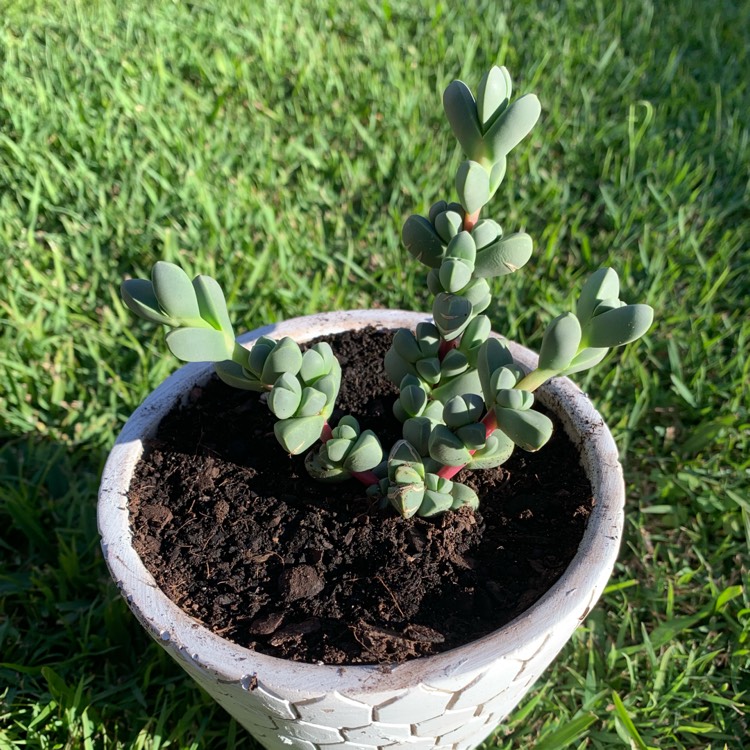 plant image 1075110