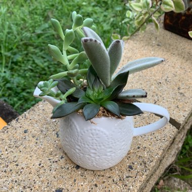 em's garden