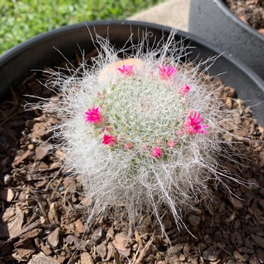 Old Lady Cactus
