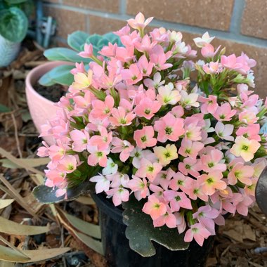 Kalanchoe 'Blossfeldiana'