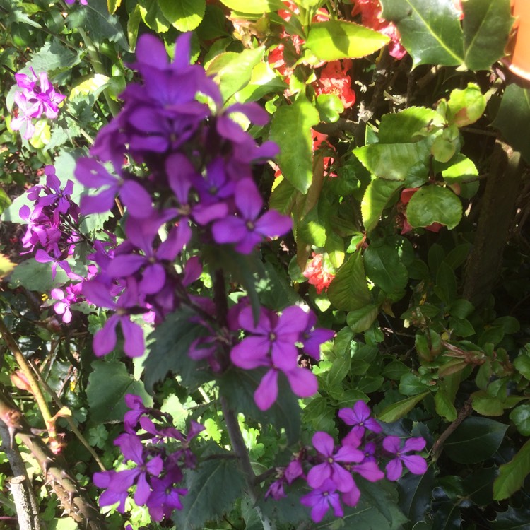 plant image 1003975