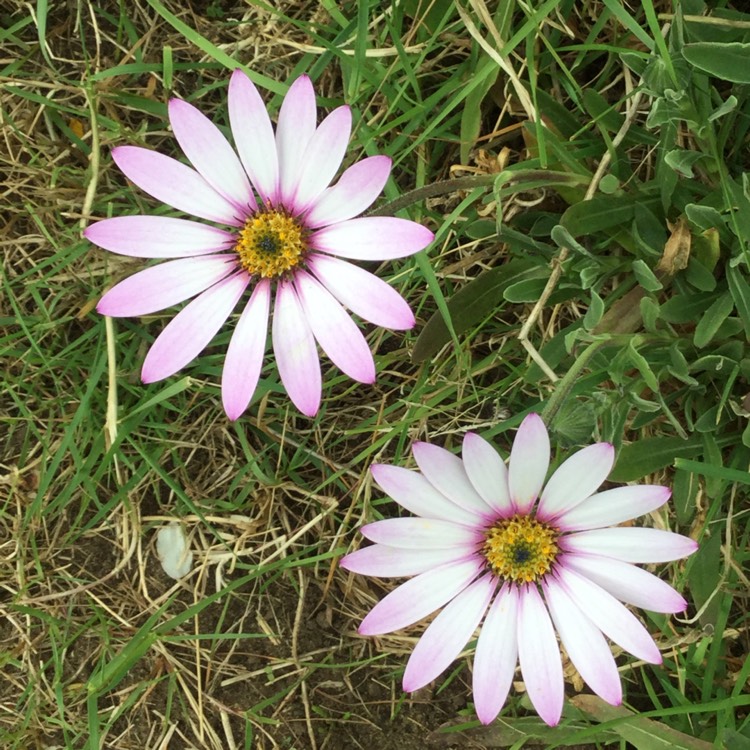 Plant image Osteospermum Ecklonis 'Akila White Purple Eye'