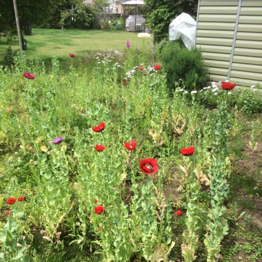 Emma's garden